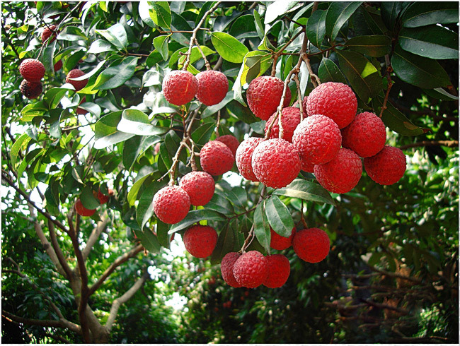 荔枝物流如何突破?物流專家這樣說;中港物流,中港專線,中港拖車運輸,深圳到香港物流-深圳東勝物流公司,中港專線物流 荔枝物流如何突破?物流專家這樣說;中港物流,中港專線,中港拖車運輸,深圳到香港物流-深圳東勝物流公司,中港專線物流